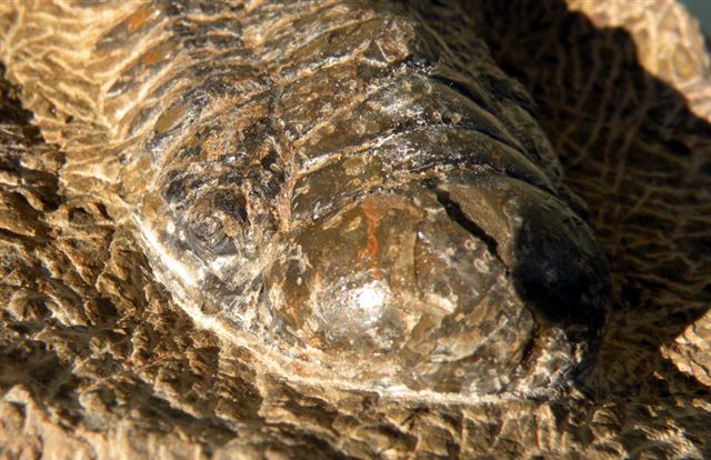 Trilobiti verosimilmente marocchine